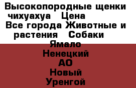 Высокопородные щенки чихуахуа › Цена ­ 25 000 - Все города Животные и растения » Собаки   . Ямало-Ненецкий АО,Новый Уренгой г.